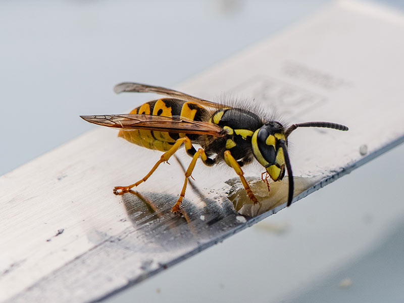 Wasp & Fly Spray, Pest Control Cardiff